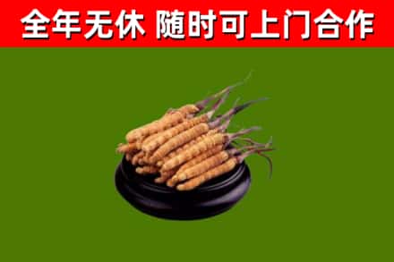 台江回收冬虫夏草